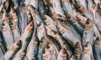 فوائد كثيرة للسردين تجعله خيارك الأفضل