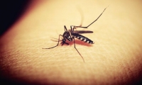 لدغة البعوض تدمر النظام المناعي البشري