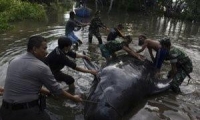 عمال إنقاذ يصارعون لإنقاذ حيتان على الشاطئ في إندونيسيا