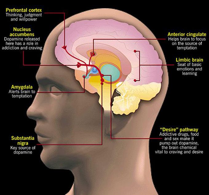 كيف يدمن الدماغ على السجائر وكيف نتخلص من الادمان ؟